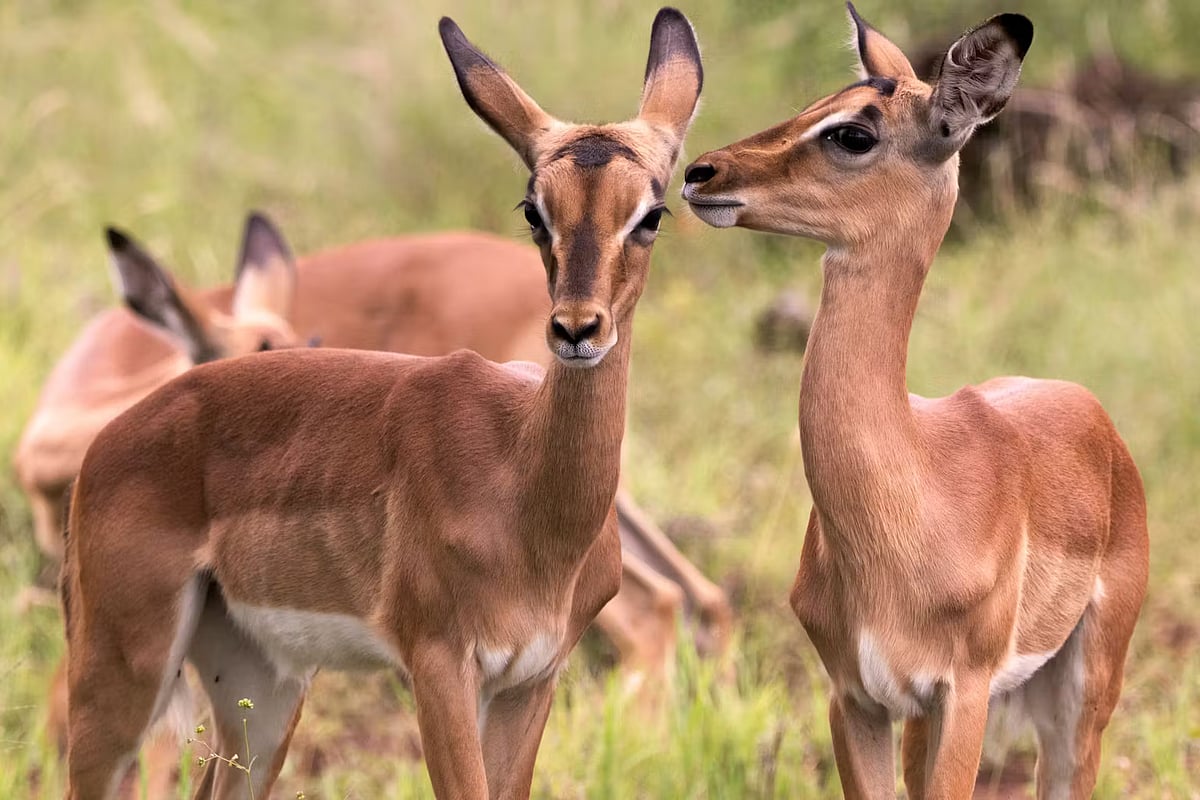 Does safari tourism stress out wildlife? A dung study on a Gauteng reserve has an answer